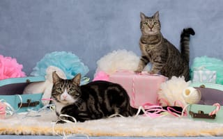 Картинка Cat,  Подарки,  Играют,  Кошки