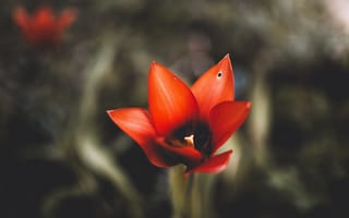 Картинка Red Flower,  Макро,  Цветок,  Красный