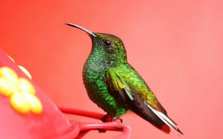 Картинка птица, 5k, 4k, зеленая, розовый, экзотическая, тропическая, природа