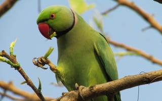 Картинка индийский попугай,  природа,  ветка,  зеленая,  птица,  туризм,  сша,  Великобритания