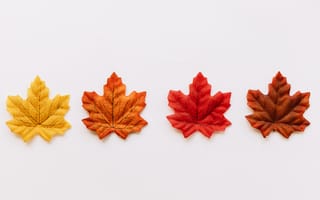 Картинка Осенние листья,  Клен,  Клена,  Листики,  Листок,  Осень,  Цвета,  Цветный,  Цветной,  Цвет,  Листья,  Осенние