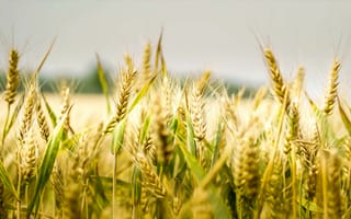 Картинка Beautiful Wheat,  Wheat,  Прекрасный