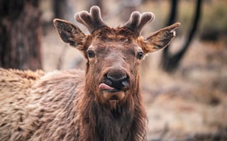 Картинка лось, животное, животные, природа