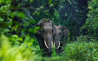 Картинка слон, животное, животные, природа, джунгли, лес, тропический