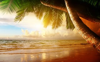 Картинка лето, летние, море, океан, вода, берег, побережье, пляж, пальма, дерево, вечер, сумерки, закат, заход