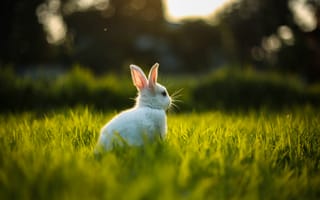 Картинка Кролик в траве,  Белый,  Трава,  Кролик