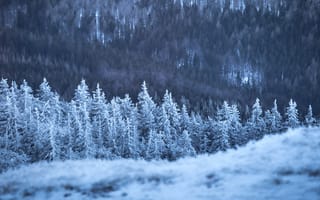 Картинка лес, деревья, дерево, лесной, природа, зима, зимние, время года, сезоны, сезонные, иней, изморозь, белый, снег