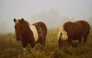 Картинка лошади, конь, животные, луг, туман, дымка