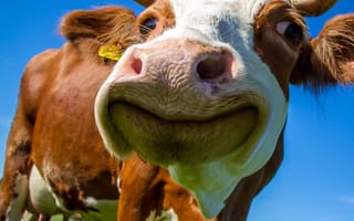 Картинка животные, животное, природа, корова, рогатая, морда, голова, смешной, луг