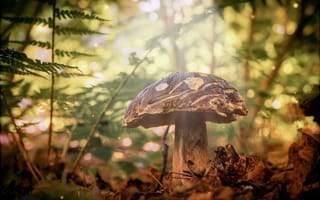 Картинка гриб, природа, осень