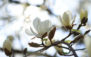 Картинка цветы, магнолия, природа, белый, весна, красота, фотография