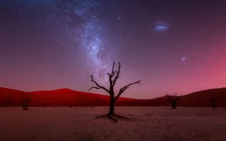 Картинка Мертвая долина, Мертвая Долина, пустыня, сухой, дерево, пейзаж, Намиб, Намибия, Африка, природа, ночь, звезды, звезда