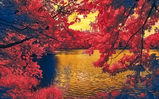 Картинка осень, осенние, время года, сезоны, сезонные, дерево, ветка, вода, озеро, пруд, красный