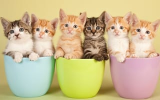Картинка Kittens,  Много,  Животные,  Милые,  Чашки,  Котята,  Взгляд