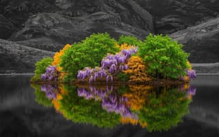 Картинка остров, деревья, природа, отражение, цветы, вода, осень, пейзаж