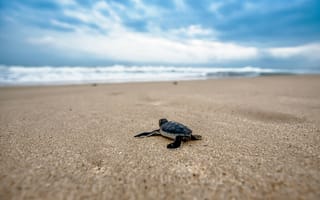 Картинка черепаха,  пляж