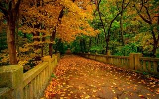 Картинка осень, осенние, время года, сезоны, сезонные, парк, природа, дерево, лист, листья, листва