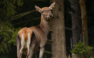 Картинка олень, лес, деревья, дерево, природа, животные, животное