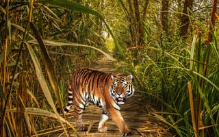 Картинка Природа,  Тигр,  Трава,  Джунгли,  Животный мир