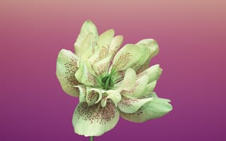 Картинка iPhone Х 8, цветок
