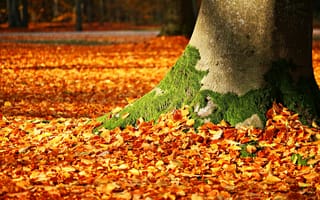 Картинка листья, дерево, осень