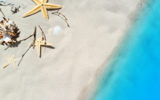 Картинка пляж, песок, ракушка