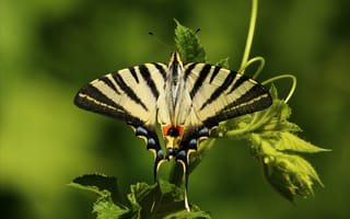 Картинка бабочка