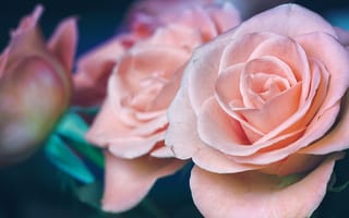 Картинка Цветы,  Розы