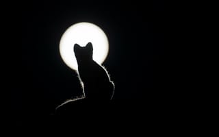 Картинка кот, кошки, кошка, кошачьи, домашние, животные, ночь, темнота, луна, силуэт