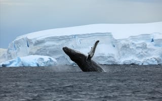 Картинка Антарктида,  кит,  океан