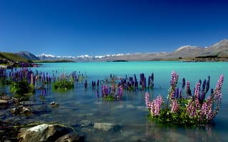 Картинка Озеро Текапо,  Новая Зеландия