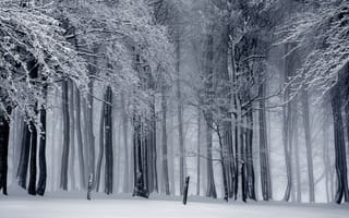 Обои деревья, снег, зима