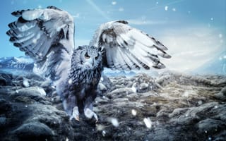 Картинка сова, зима