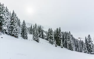 Картинка лес,  зима,  снег