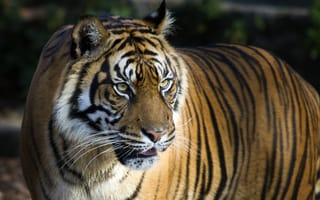 Картинка Bengal Tiger,  Тигр,  Bengal
