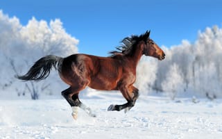 Картинка лошадь