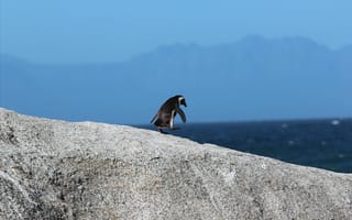Картинка пингвин