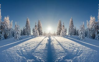 Картинка лес, снег, зима
