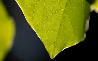 Картинка лист, природа, зелёный, макро, текстура, освещение, фон