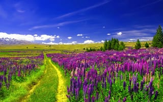 Картинка Lupine Flowers Landscape,  Пейзаж,  Цветы,  Lupine