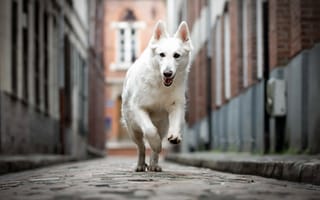 Картинка Berger Blanc Suisse, dog, white