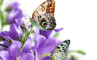 Картинка Бабочка,  Цветы,  Насекомые,  Бабочки