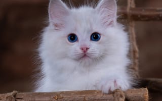 Картинка Kitten,  Голубоглазый,  Мордашка,  Палочка,  Котёнок,  Взгляд,  Белый,  Кошка