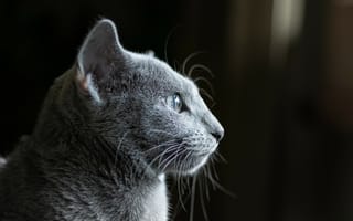 Картинка кот,  серый