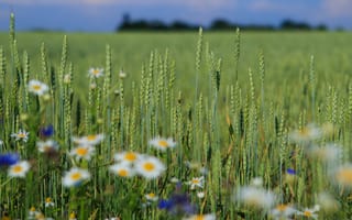 Картинка поля, цветы, пейзаж, природа, зерно, лето, зелень