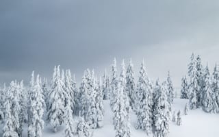 Картинка зима, зимние, время года, сезоны, сезонные, лес, деревья, дерево, природа, ель, елка, снег, иней, изморозь, белый