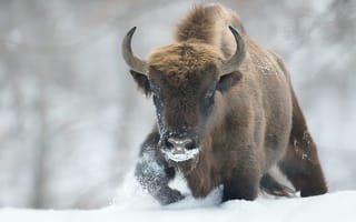 Картинка бизон, зубр, бык, животное, рогатый, животные, природа, снег, зима