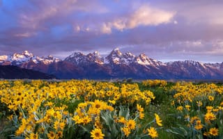 Картинка горы, гора, природа, луг, цветок