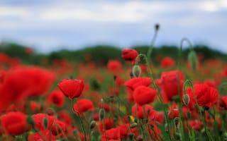 Картинка мак, поля, цветы, красный, природа, лето, пейзаж