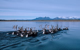 Картинка Аляска,  олень